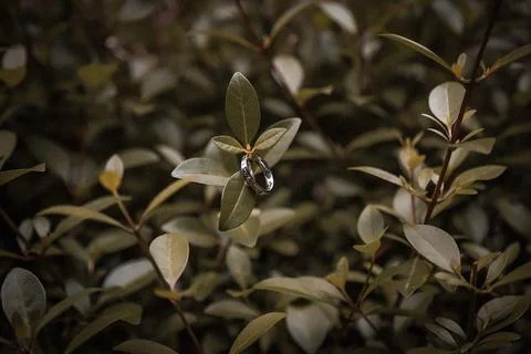 A Classic Silver Sleek Ring Among Rgeen Leaves On A Brunch Stock Photos