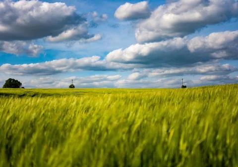 Classic summer field Stock Photos