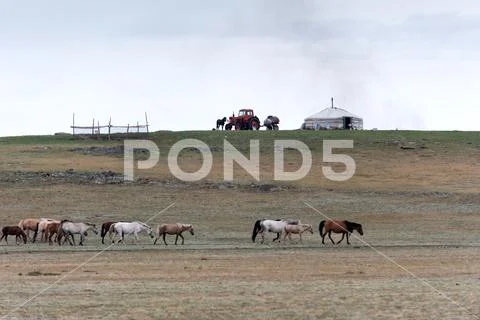 Classic summer nomadic camp in Mongolia steppe Stock Photos