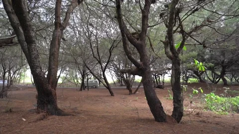 A classic van cruises down a quiet, tree-lined road. Stockbeeldmateriaal 310548867