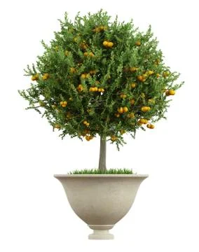 Classic vase with small orange tree  - 3d rendering Stock Illustration