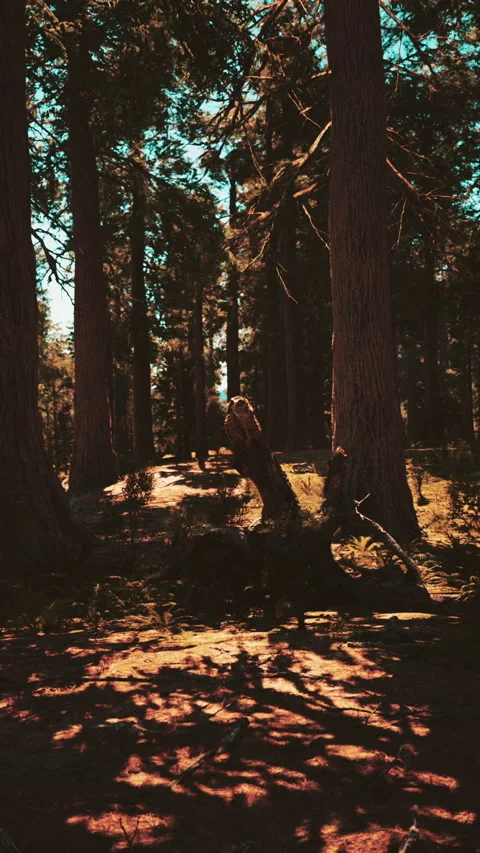 Classic view of famous giant sequoia trees Stock Footage 309624745
