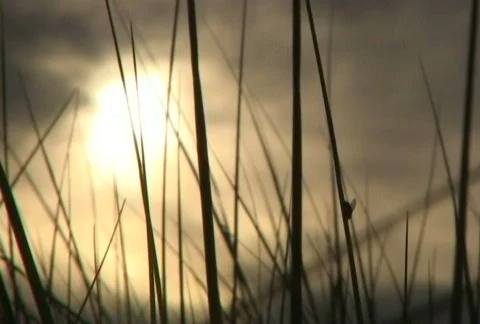 Classic Wheat and Sun Setting Stock Footage 351347