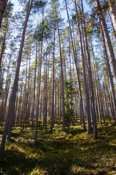 Classic wide angle view of pine trees in a forest with green moss, on a beaut Stock Photos