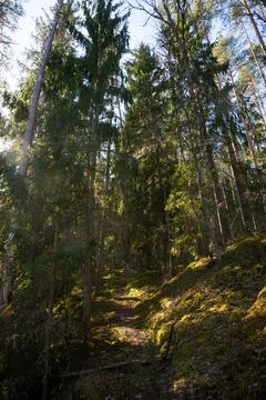 Classic wide angle view of pine trees in a forest with green moss Stock Photos