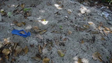 Classical beach with its sound Stock Footage 168527378