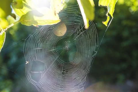 Classical circular spider's web on sunlight Stock Photos