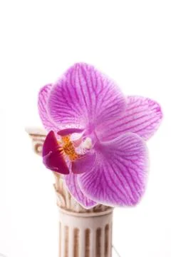 Classical column with flower Stock Photos