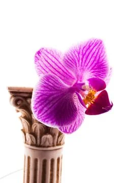 Classical column with flower Stock Photos