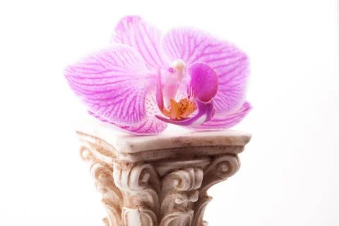 Classical column with flower 写真素材