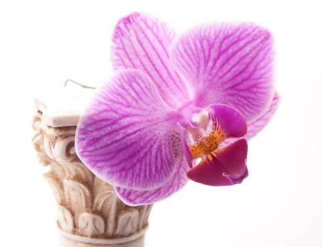 Classical column with flower Stock Photos