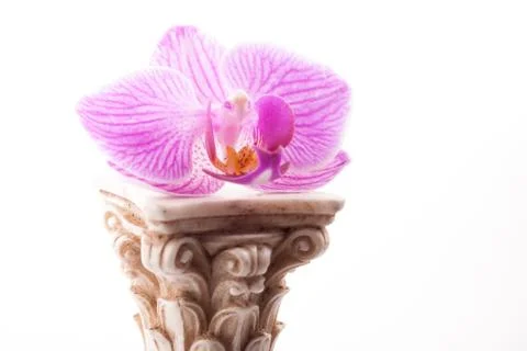 Classical column with flower Stock Photos