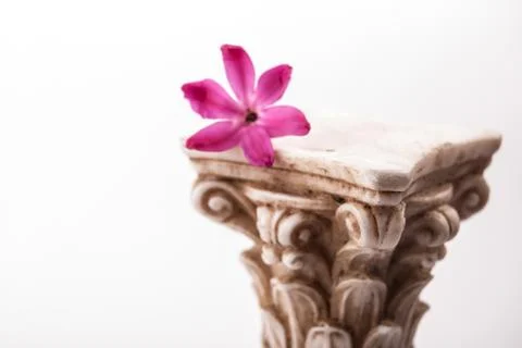 Classical column with flower Stock Photos