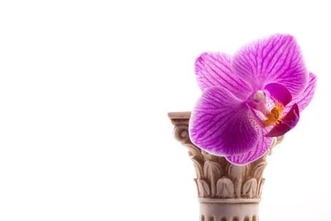 Classical column with flower Stock Photos