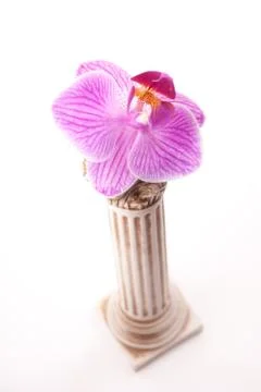 Classical column with flower Stock Photos