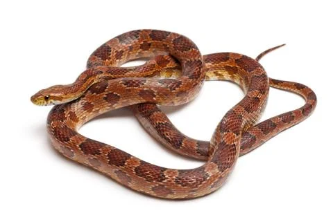 Classical Corn Snake or Red Rat Snake, Pantherophis guttatus, in front of white  Foto stock