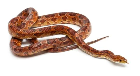Classical Corn Snake or Red Rat Snake, Pantherophis guttatus, in front of white  Foto stock