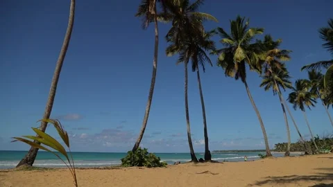 Classical exotic Caribbean beach with tall palms at the wavy ocean. Stock-Footage 201912845