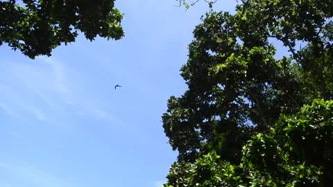 Classical footage of tree branches Stock Footage 168527318