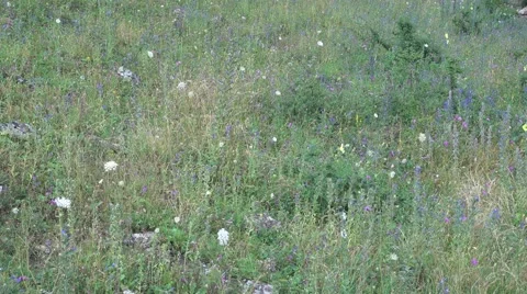 A classical meadow with typical flowers of Caucasus Stock Footage 66567118