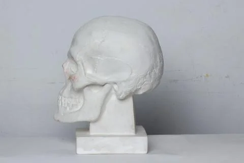Classical plaster head skull bust against a white, old, worn wall. Stock Photos