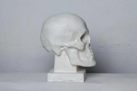 Classical plaster head skull bust against a white, old, worn wall. Stock Photos