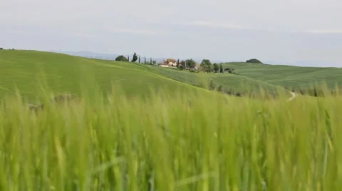 Classical summer landscape in Tuscany. In the foreground the green grass waves Video stock 43112765