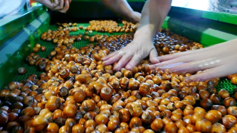 Classification and Further Processing of Hazelnuts in Industry 스톡 동영상 167879650