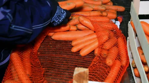 Classification of carrots Stock Footage 46777492
