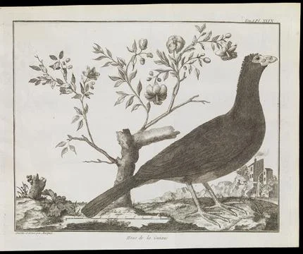Classification of a crested curassow/royal pheasant Stock Illustration