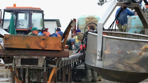 Classification of fish Stock Footage 45707250