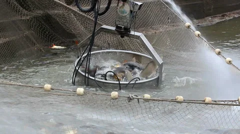 Classification of fish Stock-Footage 45707276