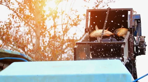 Classification of fish Stock-Footage 45707393