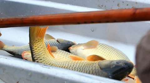 Classification of fish Stock-Footage 45707508