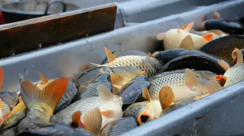 Classification of fish Stock Footage 45707710