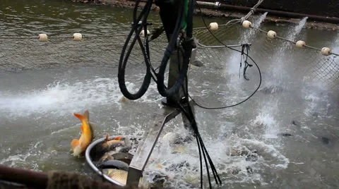 Classification of fish Stock-Footage 45707863