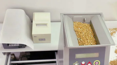 Classification of Grain Quality of Wheat Stock Footage 65804149