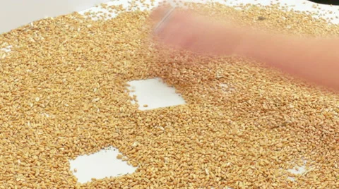 Classification of Grain Quality of Wheat Stock Footage 65804364