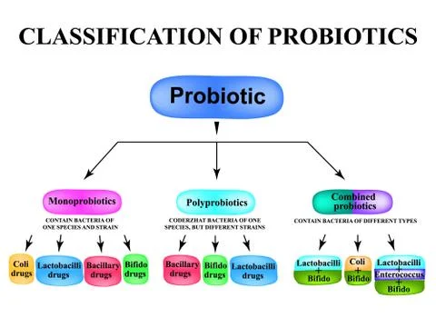 Classification of probiotics. Infographics. Vector illustration on isolated Stock Illustration