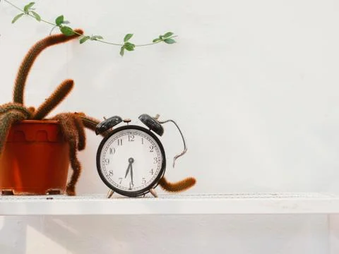 Classsic clock on white shelf and cactus pot with concrete wall Stock-Fotos