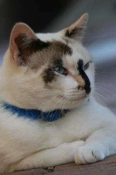 Classy Cat Stock Photos