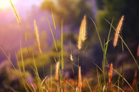 Classy part of grass makes a great wallpaper Stock Photos