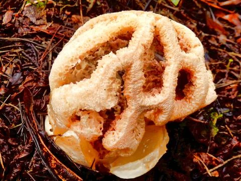 Clathrus ruber Stock Photos