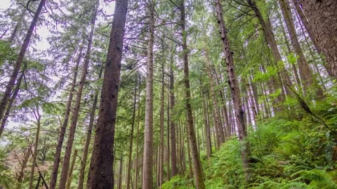 Clatsop Loop Trail in Ecola State Park Oregon Coastal Forest Trail with Sitka Stock Footage 309314689
