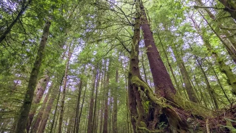Clatsop Loop Trail forest scene in Oregon captured in 4K with rich greenery, mos Stock Footage 309328117