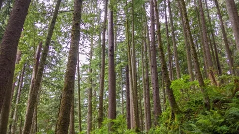 Clatsop Loop Trail in Oregon A 2.9-Mile Scenic Forest Path in Ecola State Park Stock Footage 309328322