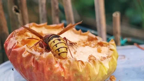 Claudia Otte Stock Footage 201529909