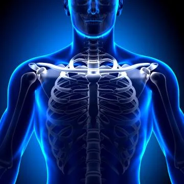 Clavicle - Anatomy Bones Stock Illustration