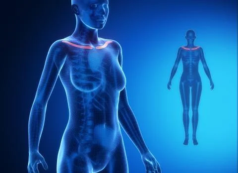 CLAVICLE blue x--ray bone scan Stock Illustration