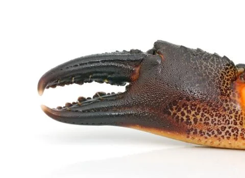 Claw of a crab Stock Photos